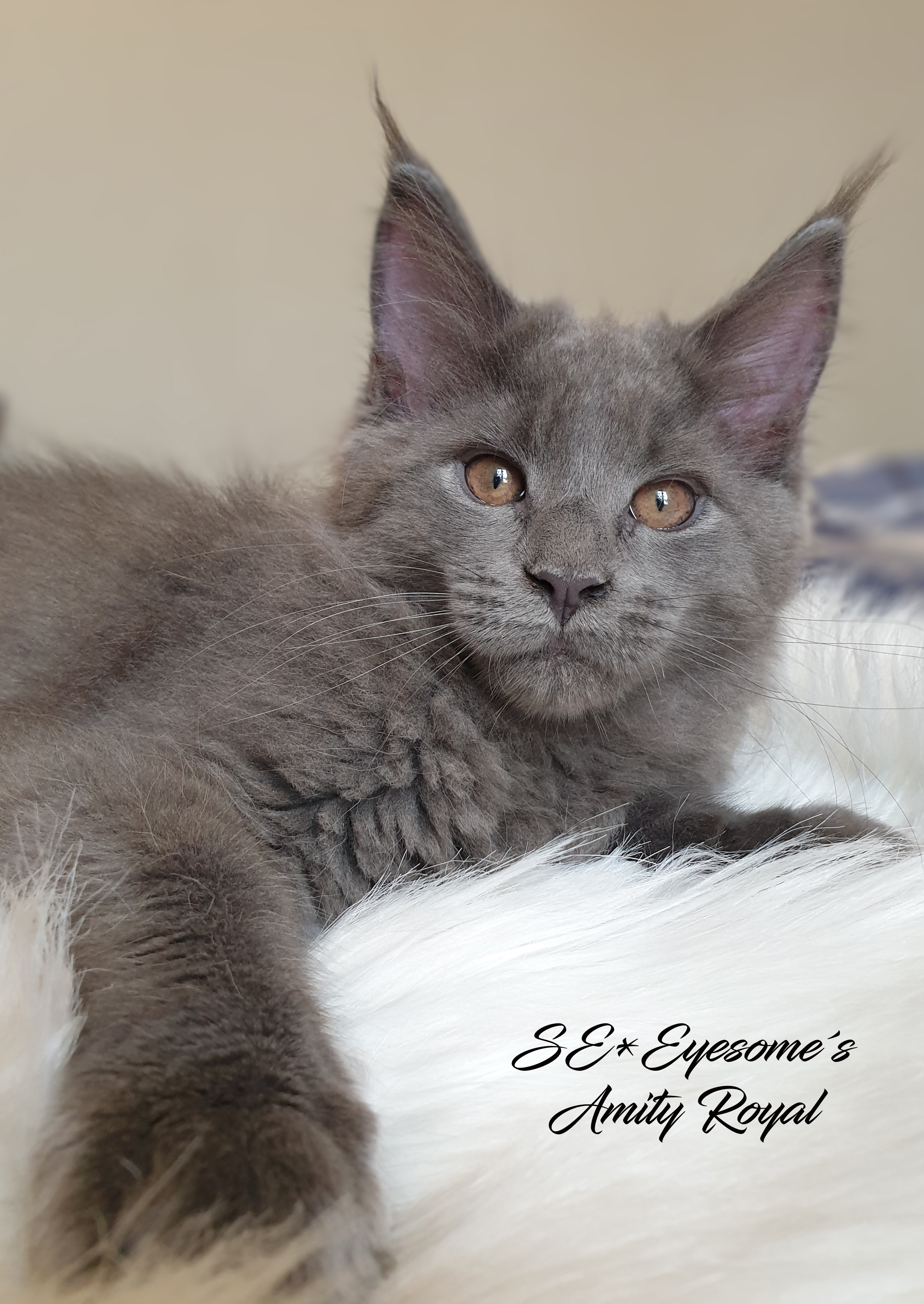 blue maine coon kittens