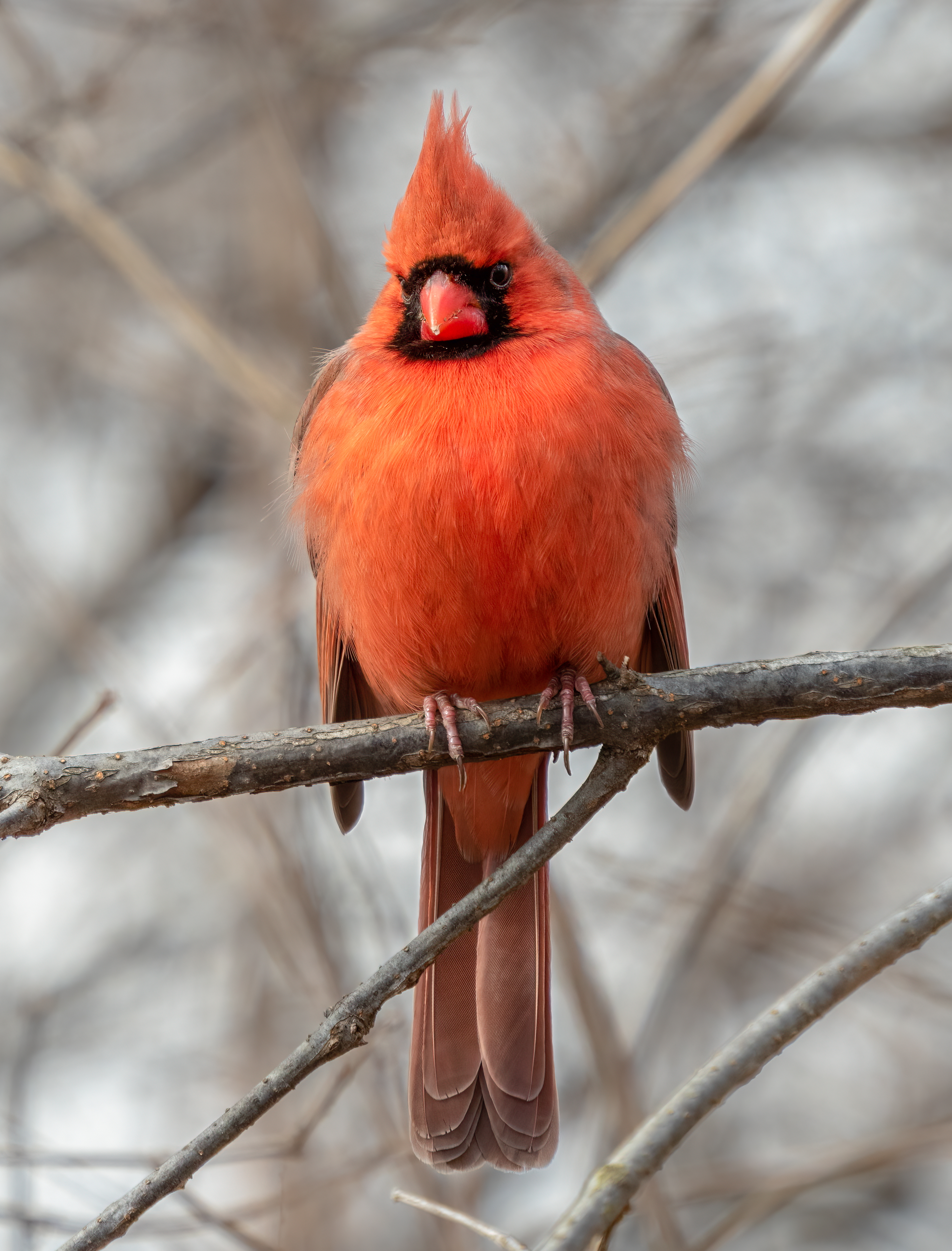 do cardinals feed other birds