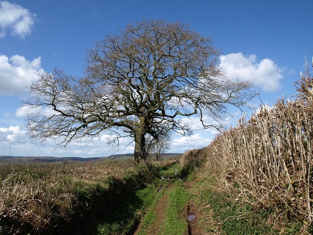 File:Oak by the bridleway - geograph.org.uk - 750755.jpg