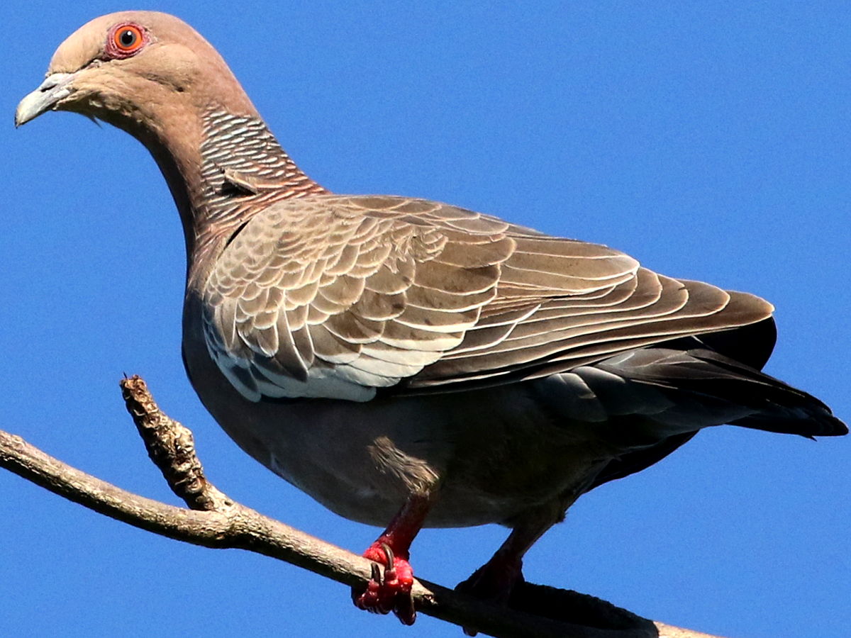 Picazuro pigeon - Wikipedia