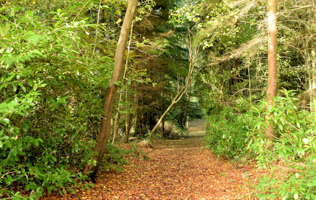 Path, Belvoir Forest, Belfast (October 2014) - geograph.org.uk - 4209772