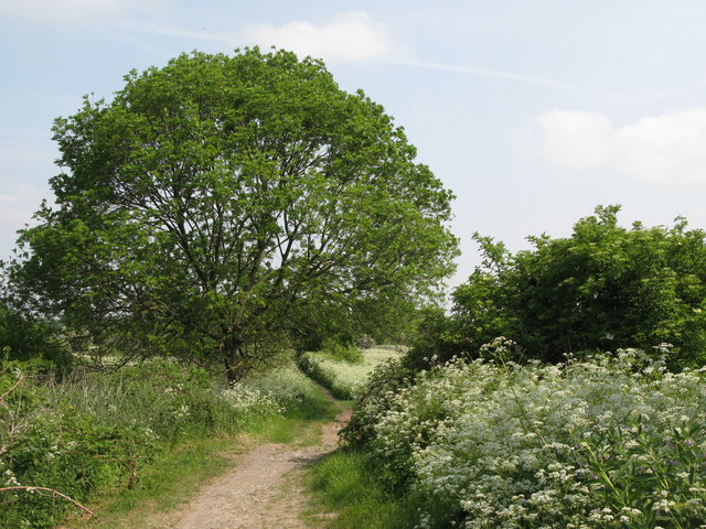 File:Path in South Norwood Country Park (2) - geograph.org.uk - 2337576.jpg