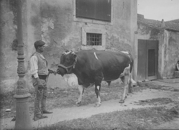 File:Paysan avec vache (Portugal).jpg