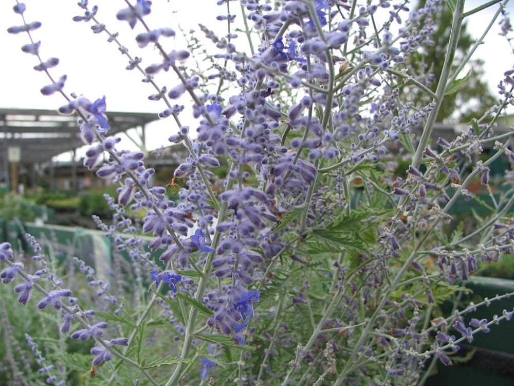 Перовския Perovskia atriplicifolia Rocketman