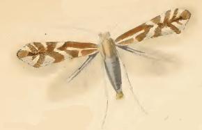 <i>Phyllonorycter viminetorum</i> Species of moth