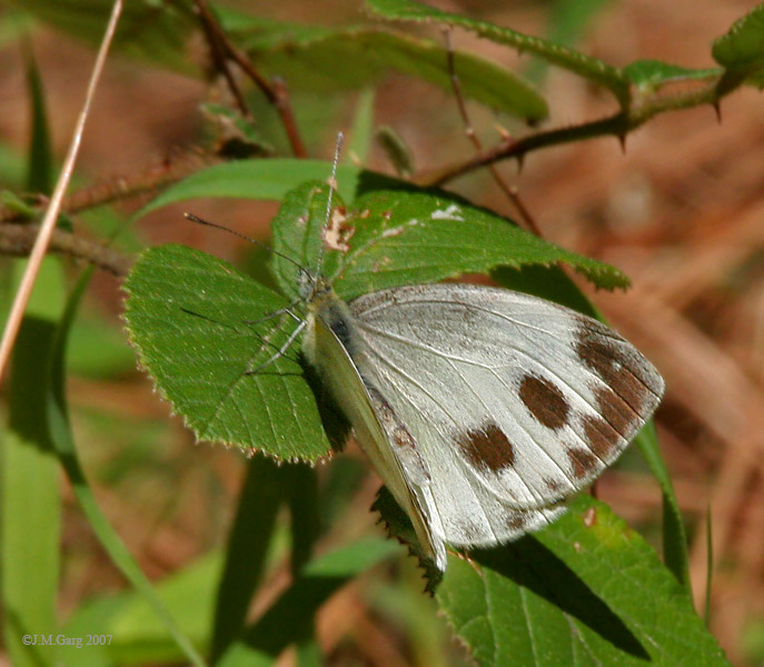 File:Pieris IMG 6374.jpg