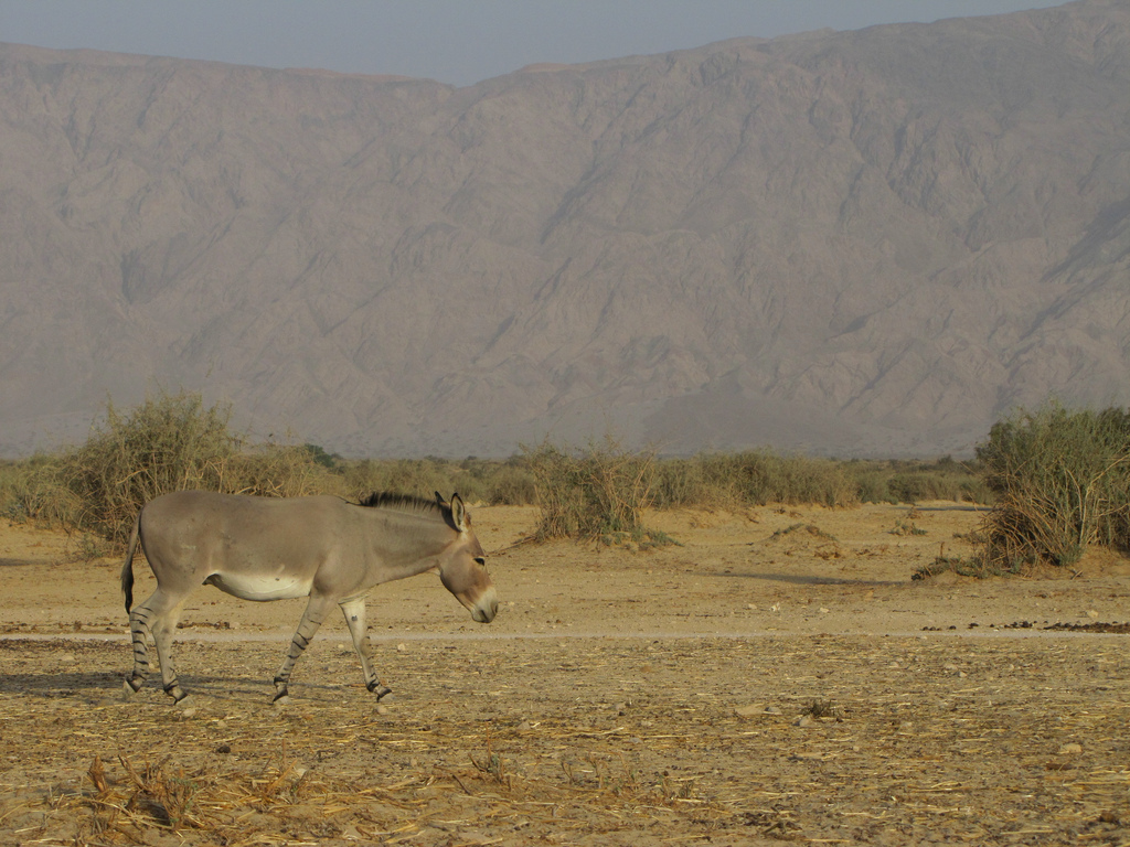 Дикий Африканский осел. Сомалийский дикий осел. Дикая Африканская лошадь. Equus africanus somaliensis. Дикий осел средней центральной азии