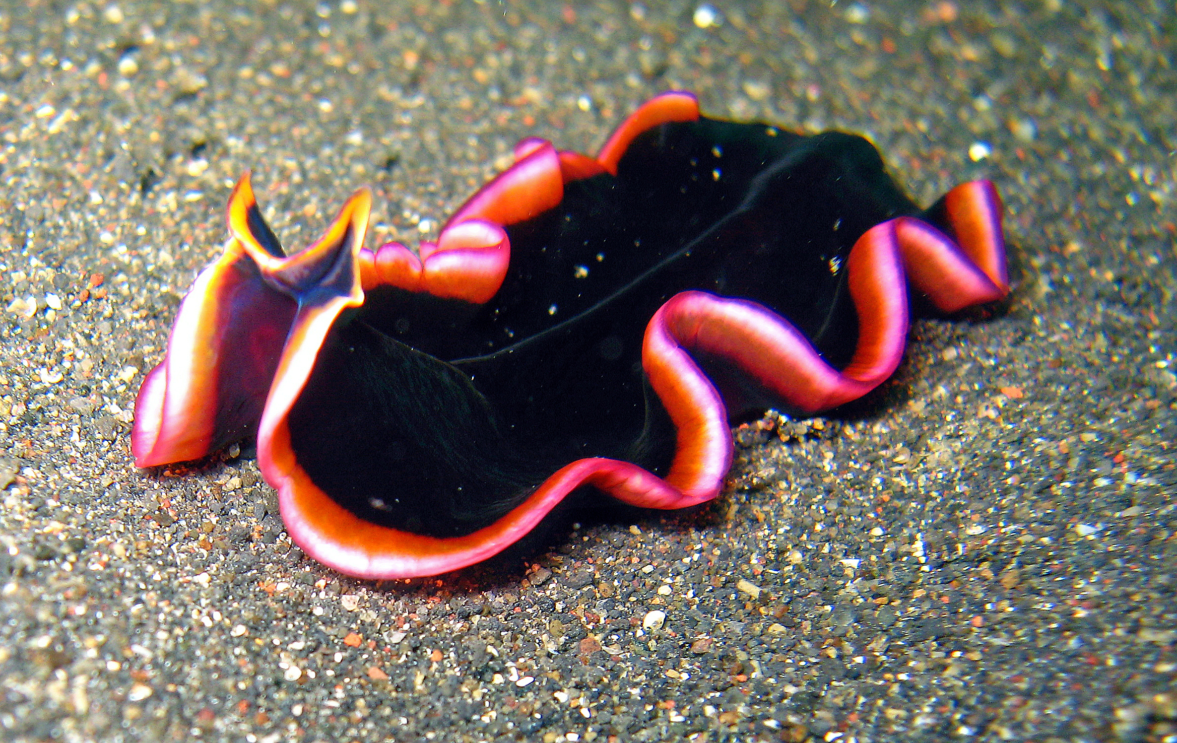 Platyhelminthes példák