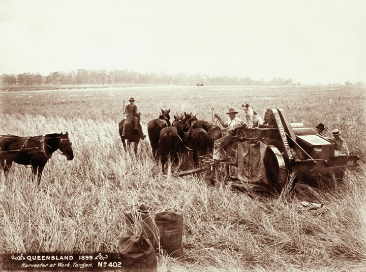 File:Queensland State Archives 5177 Harvester at work Yangan 1899.png