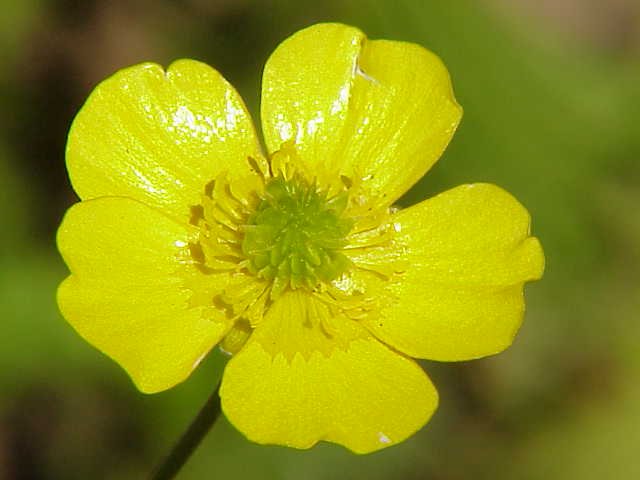 Ranunculus acris - Wikipedia