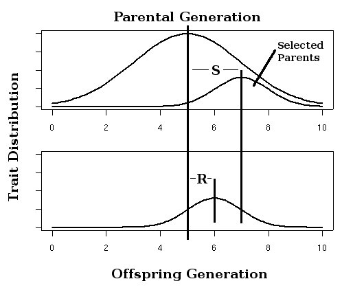 File:Response to selection.jpg