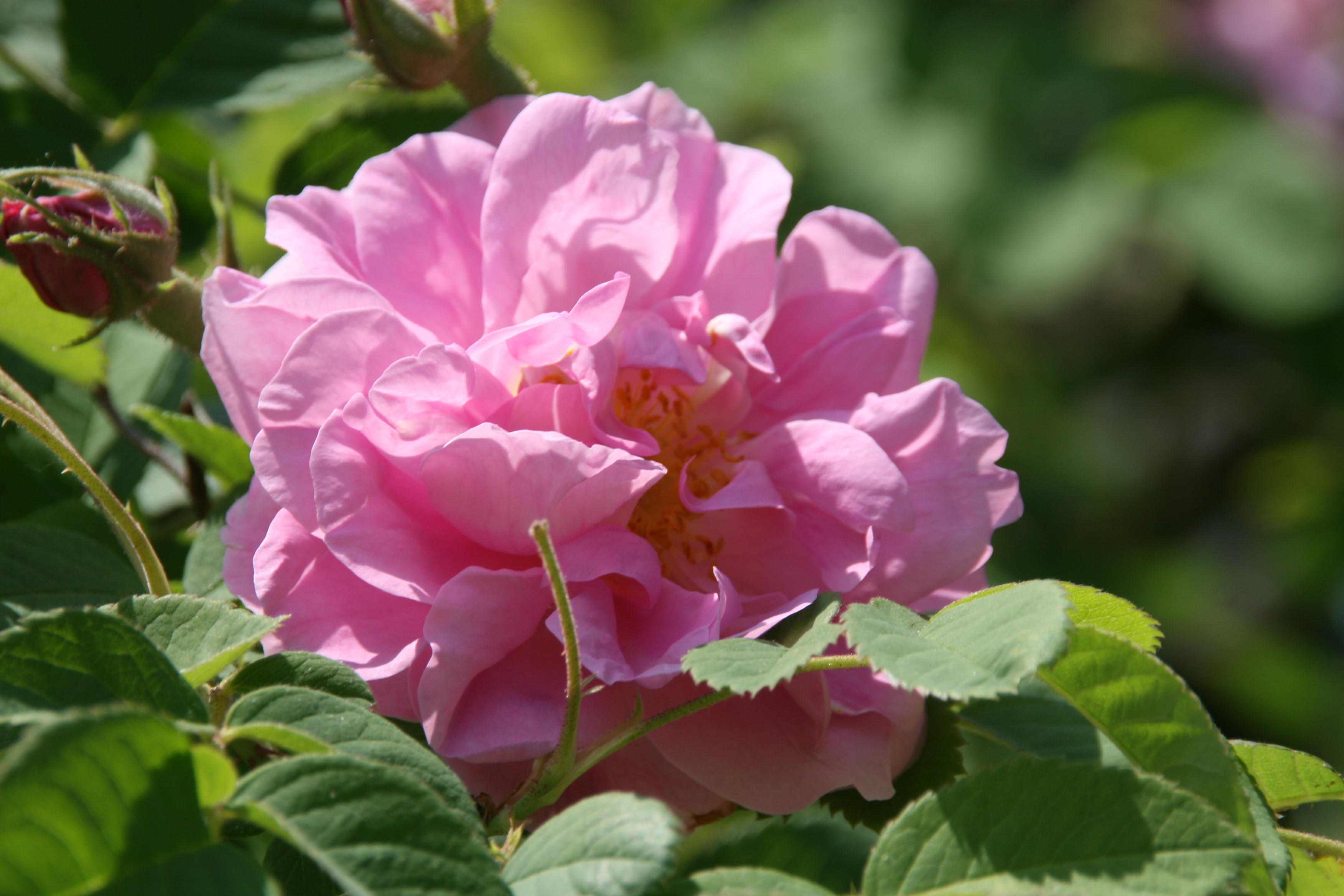 Útil Pase para saber diario Rosa × damascena - Wikipedia