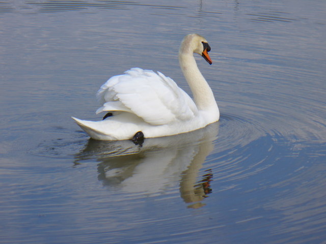 File:Swan - geograph.org.uk - 340606.jpg