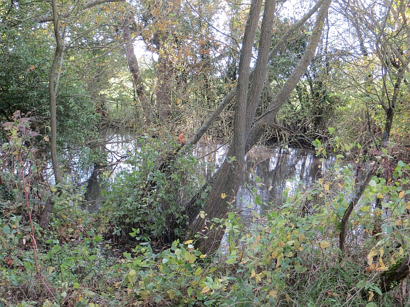 File:Town Pond - geograph.org.uk - 4213740.jpg