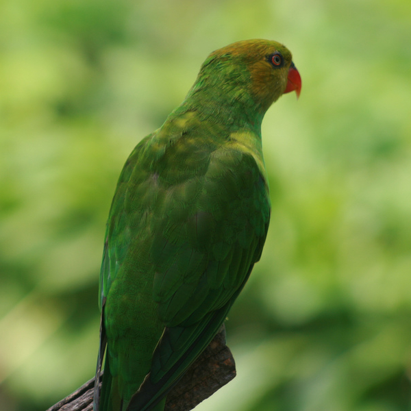 File:Trichoglossus euteles -Indianapolis Zoo -5.jpg