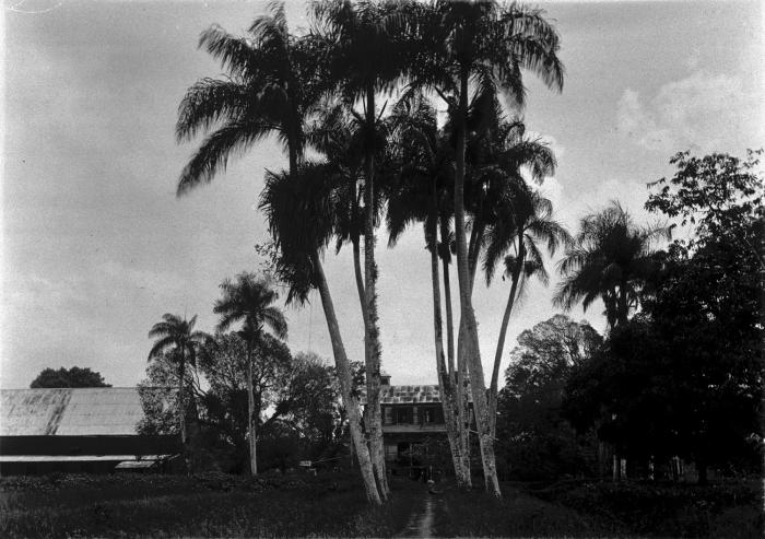 File:Tropenmuseum Royal Tropical Institute Objectnumber 60006435 Woonhuis op de plantage Zorg en Hoop.jpg