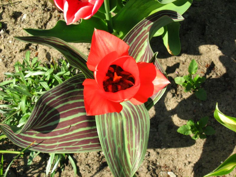 File:Tulipa greigii 3.jpg