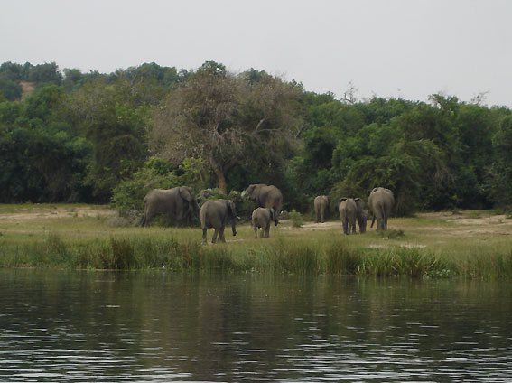 File:Uganda Murchison-Falls-Elephants.jpg