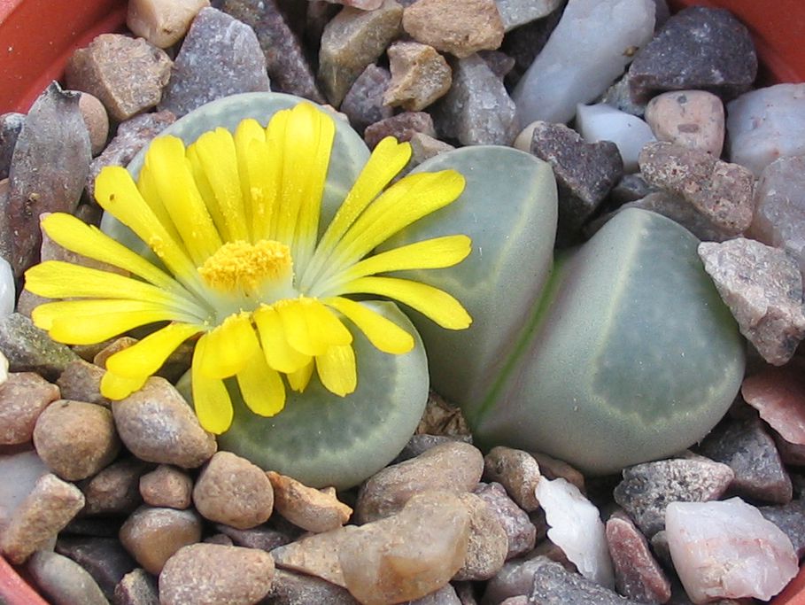 Live Succulent Lithops Cactus Pseudotruncatella Ornamental Plant 