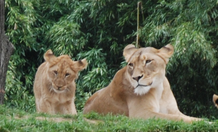 File:Washington DC Zoo - Panthera leo - 3.jpg