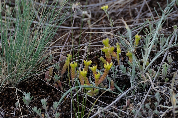 File:20140601Sedum acre001.JPG