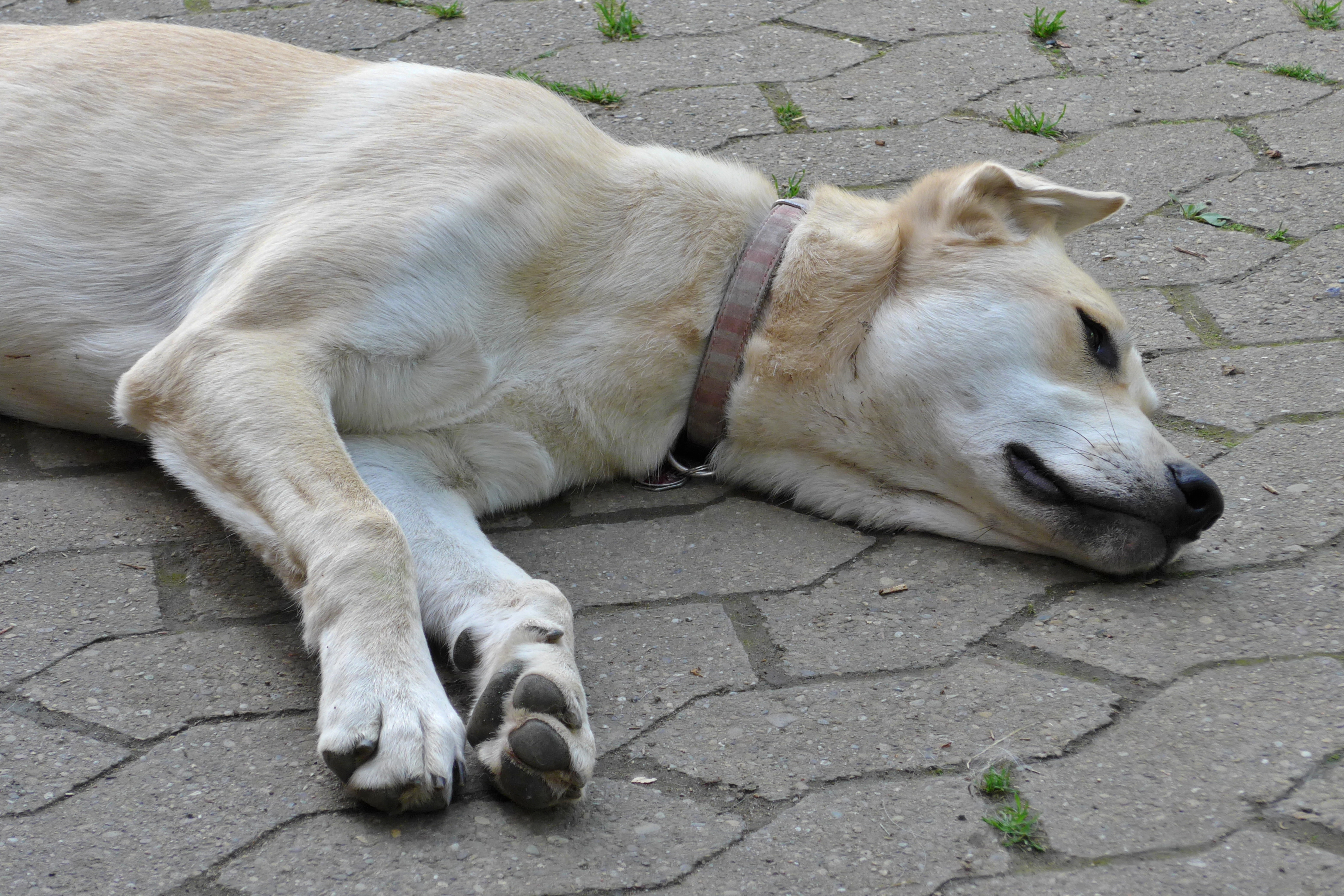 why do dogs lay on hot concrete