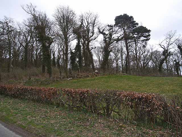 File:A corner of Cowran Woods - geograph.org.uk - 1237834.jpg