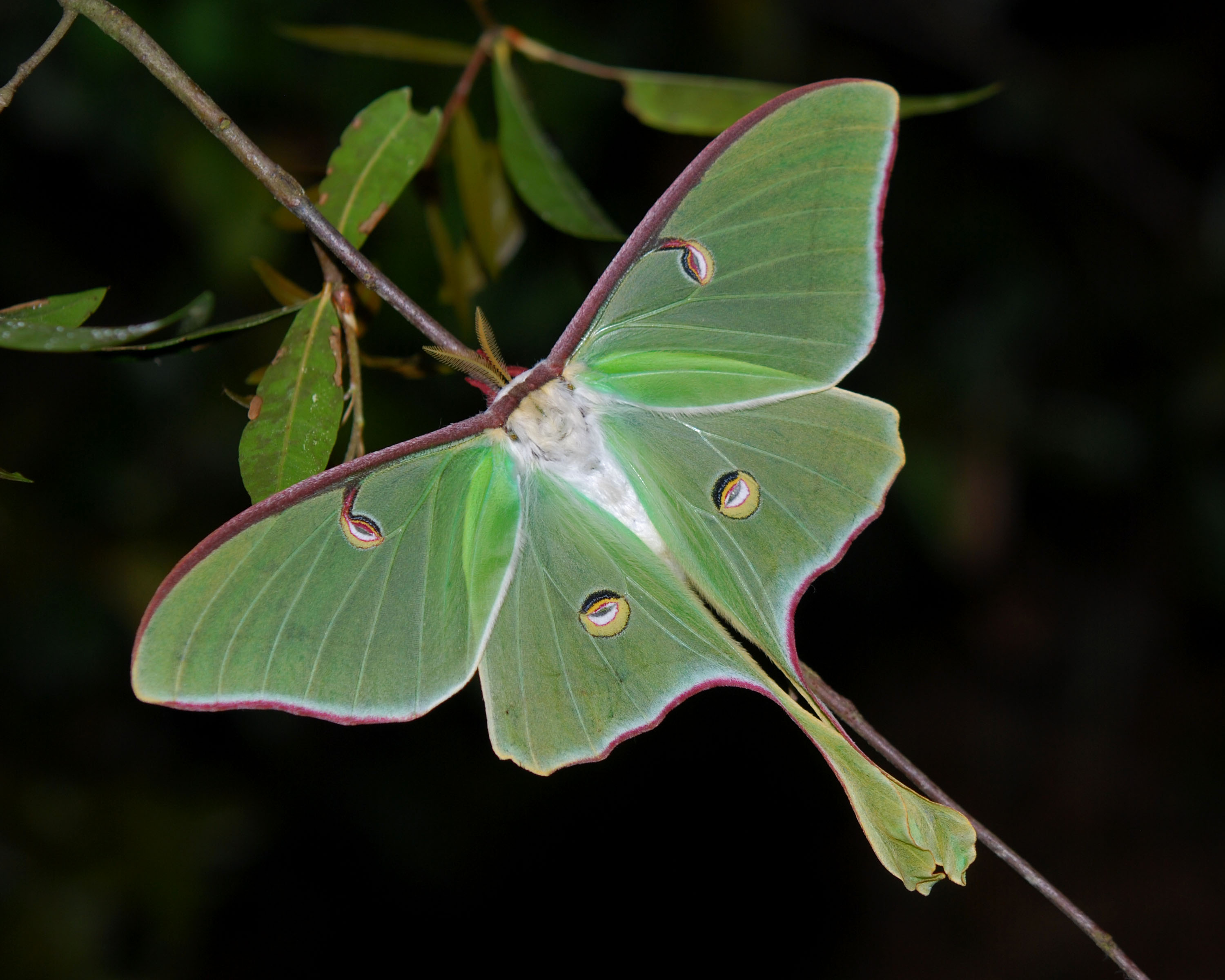 luna - propose oeufs Actias luna Actias_luna_in_Florida