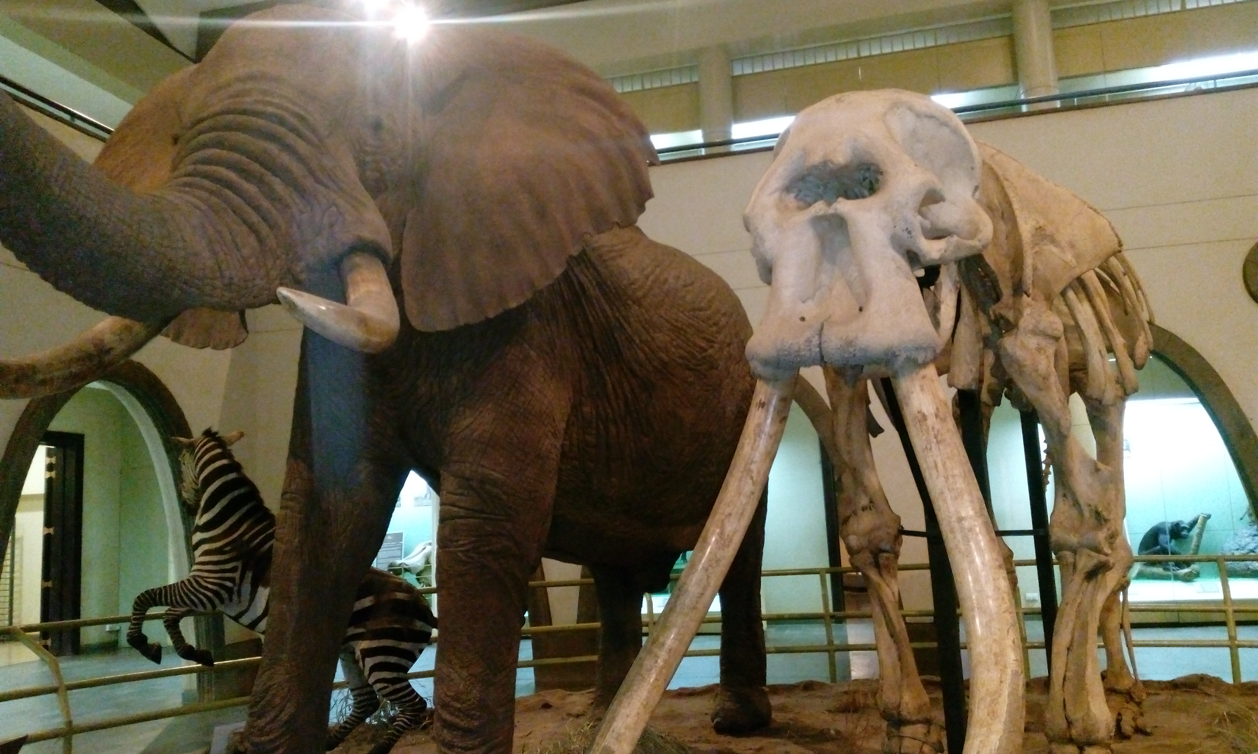 Ahmed (elephant) - Wikipedia