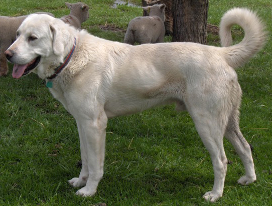 big white herding dog