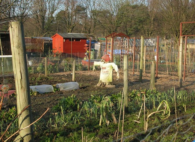 File:Allotments in winter - geograph.org.uk - 692958.jpg