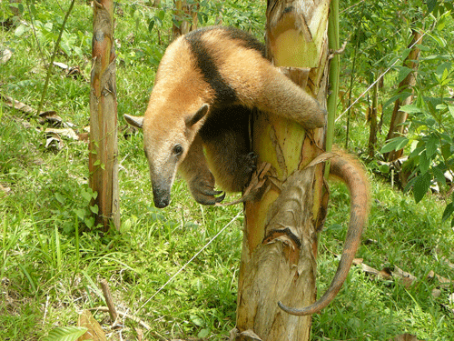 File:Ameisenbaer Tamandua Panama.gif