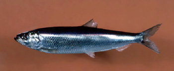 File:Atlantic herring.jpg