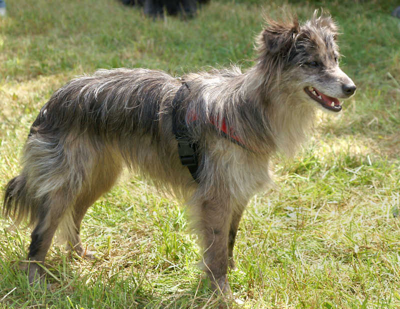 Herding Ball for Small Dog & Puppies - Race and Herd