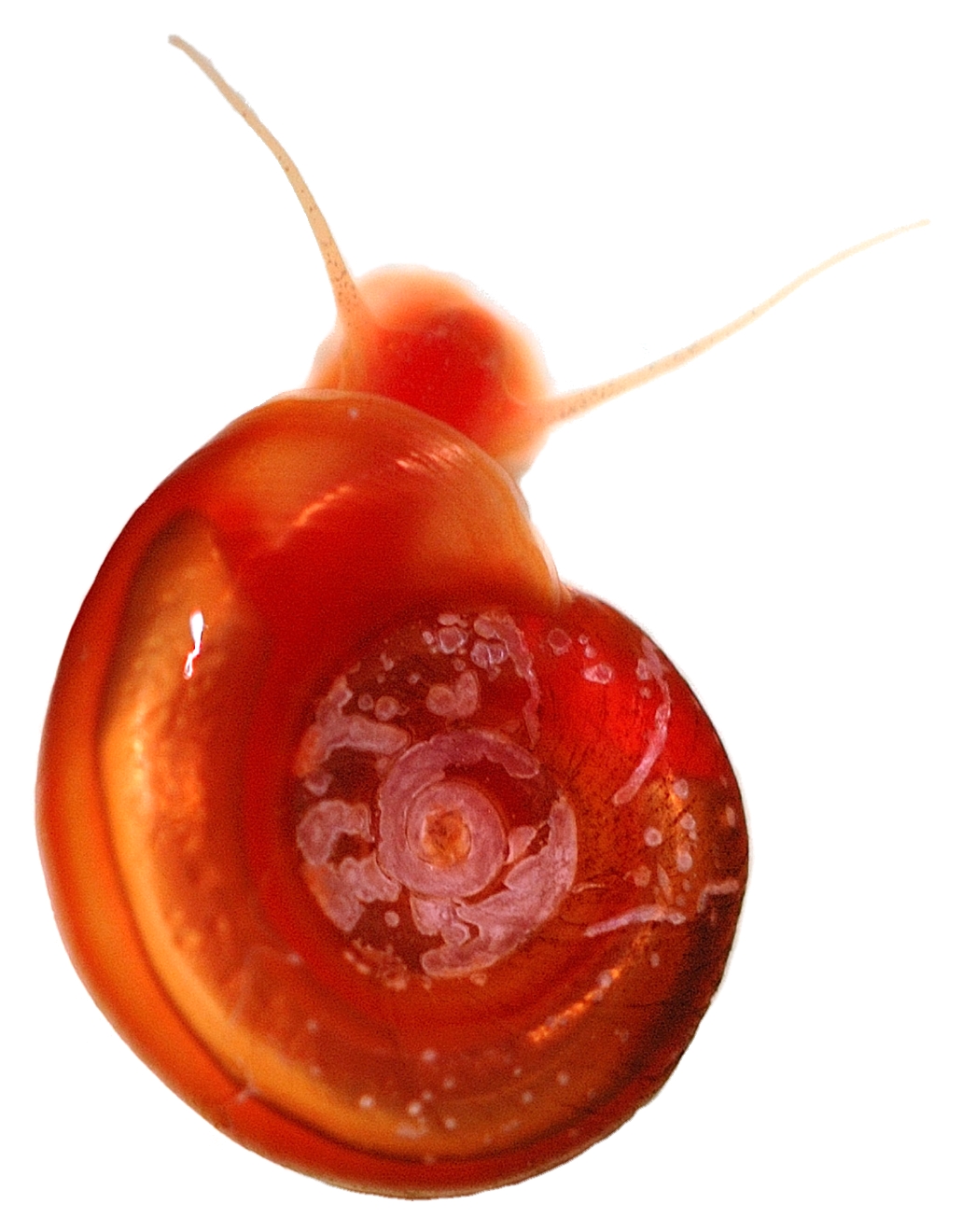 schistosomiasis snail species
