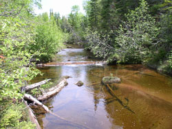 <span class="mw-page-title-main">Black Creek Nature Sanctuary</span>