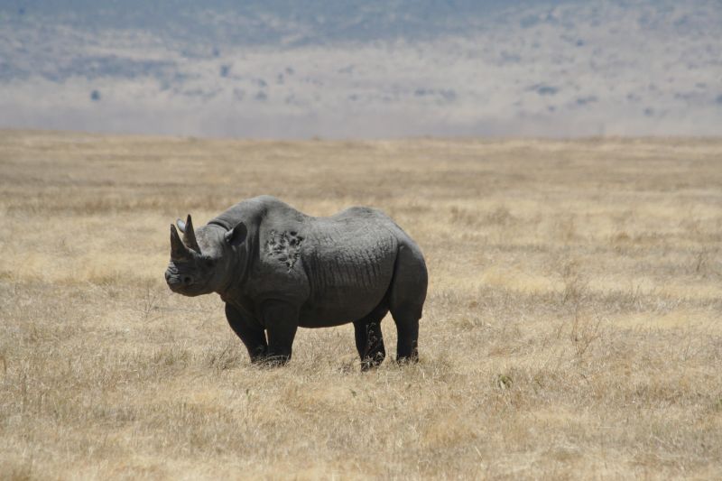 File:Black rhino Ngorongoro Crater.jpg