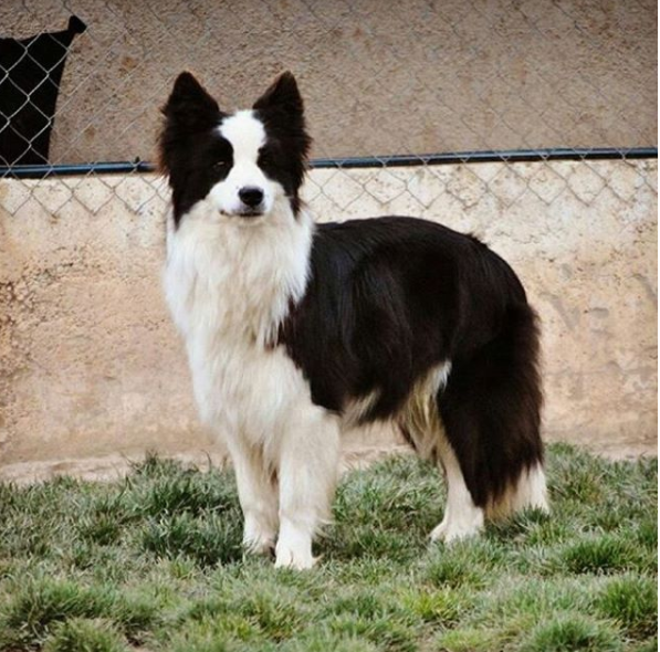 File:Border Collie Blanca y Negra Hembra (Belen, Border Collie Los Baganes).png