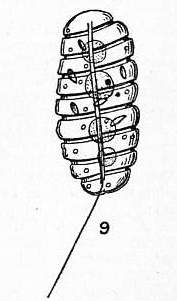 File:Britannica Dinoflagellata 2-9-Polykrikos.jpg