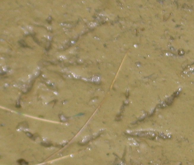 File:Bullfrog track.jpg