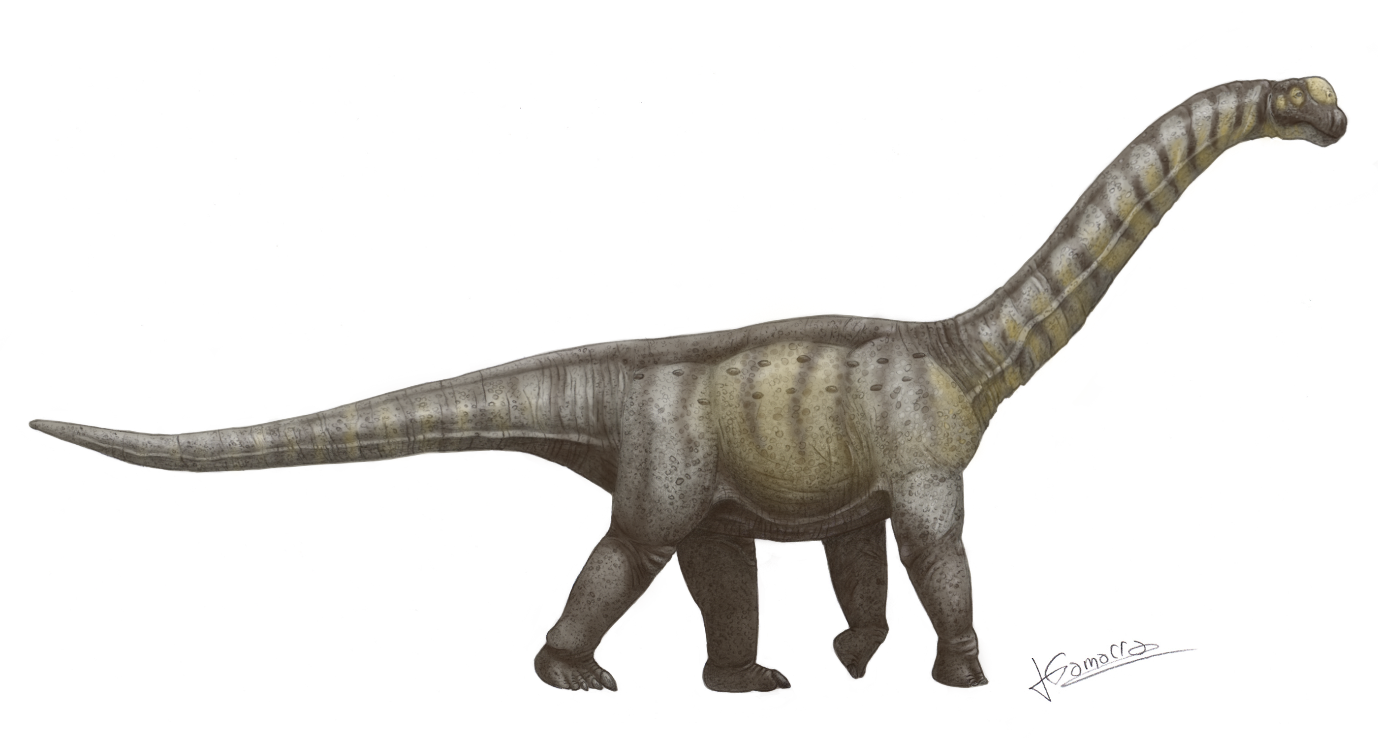 Camarasaurus - Wikipedia, la enciclopedia libre