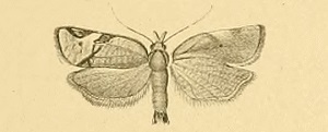 <i>Choristoneura simonyi</i> Species of moth