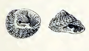 <i>Clanculus flagellatus</i> Species of gastropod