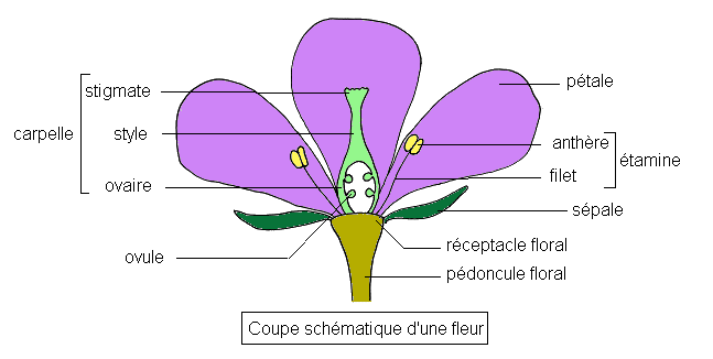 Fleur coupée — Wikipédia