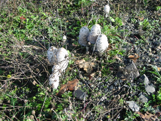 File:Coprinus comatus (Shaggy ink cap-lawyer's wig) - geograph.org.uk - 584618.jpg