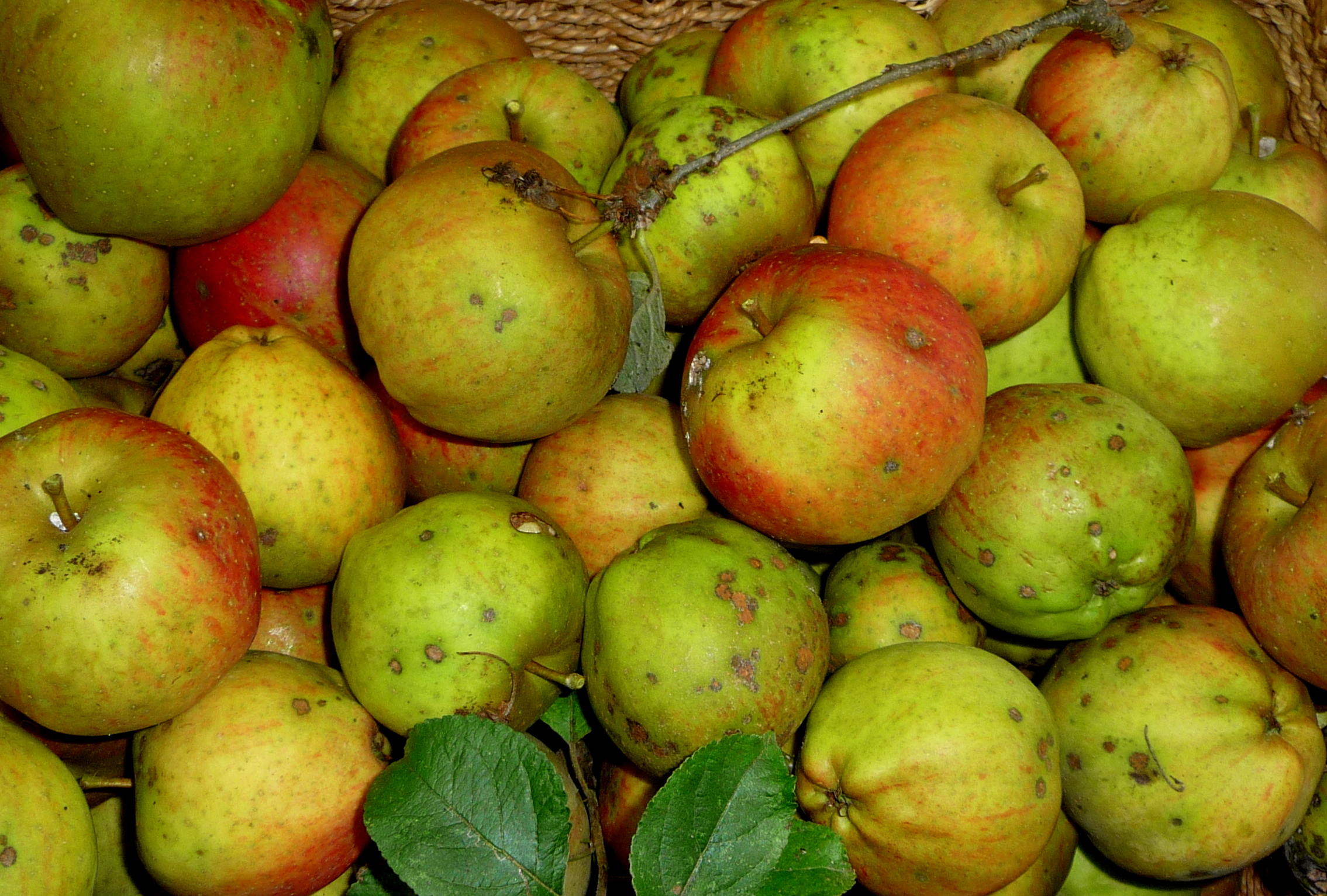 Cornish Apple