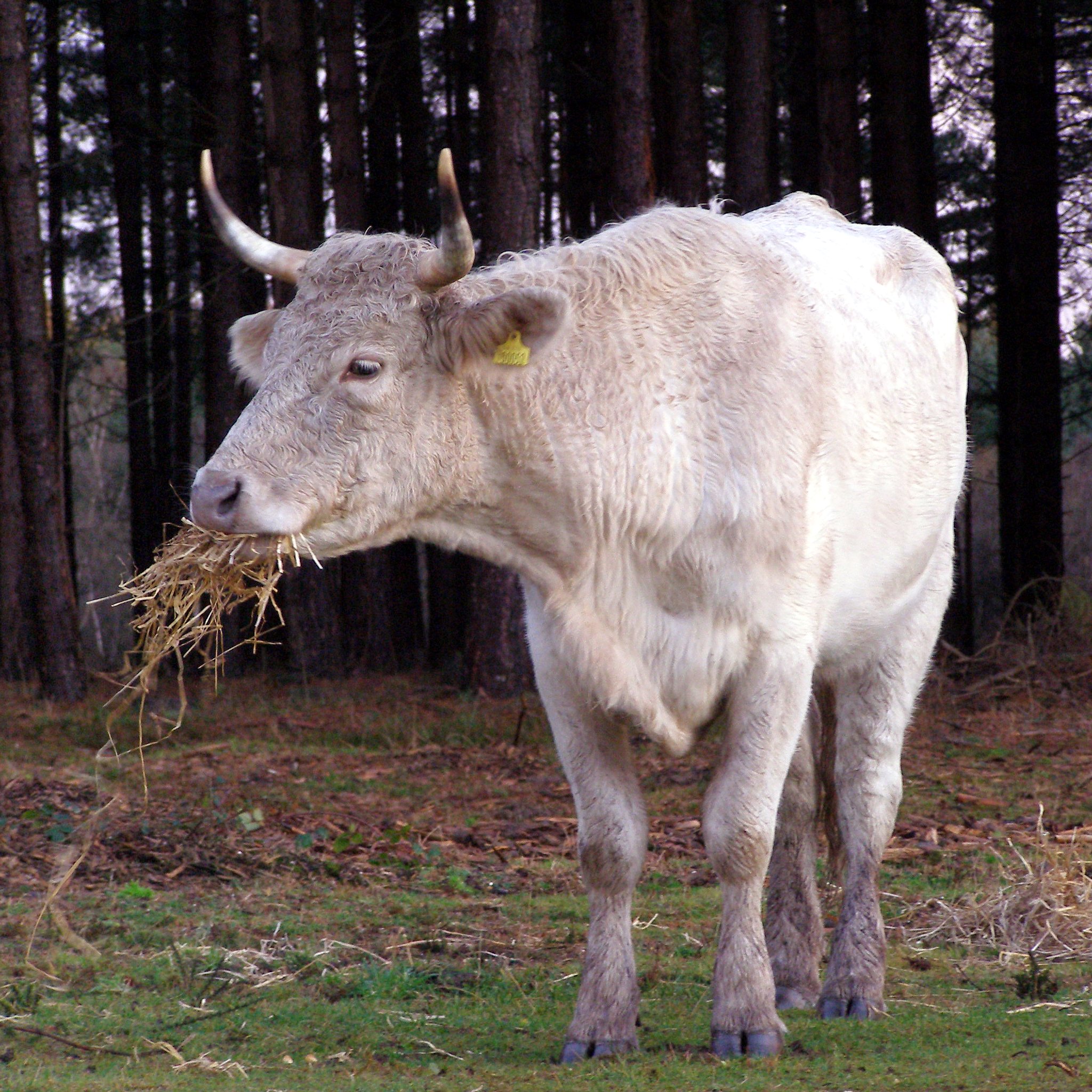 File:Cow eating straw new forest.jpg - Wikipedia