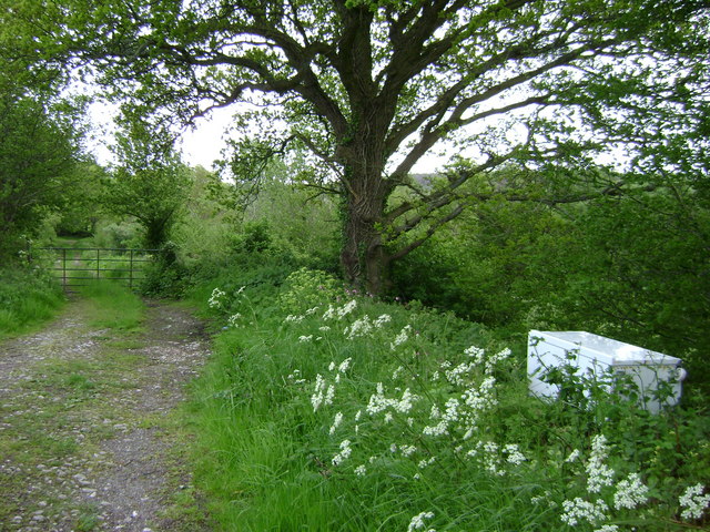 File:Cow parsley and fridge labelled 'Dairy' - geograph.org.uk - 1320363.jpg