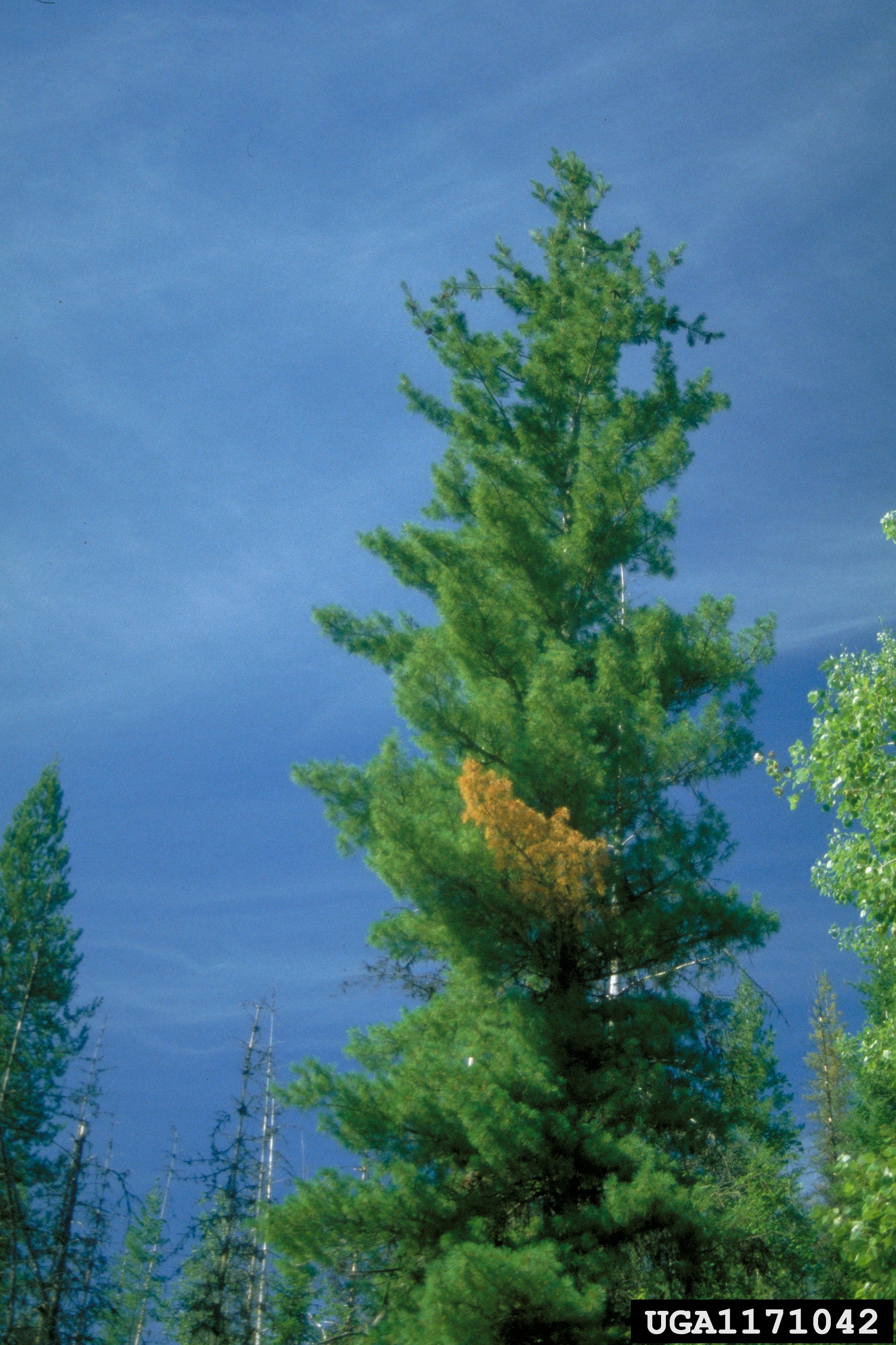 White pine rust blister фото 28