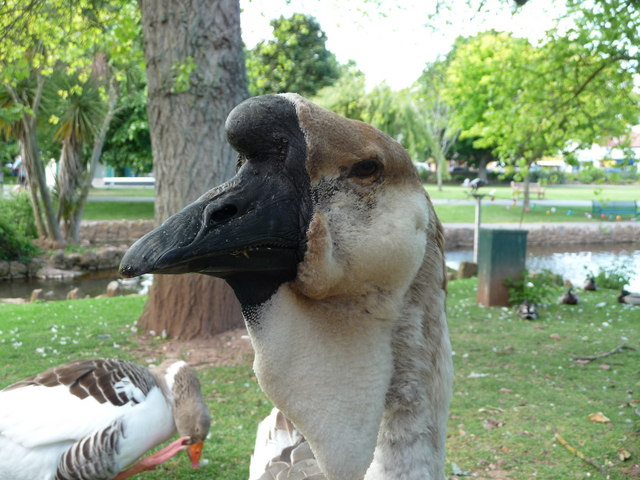 File:Dawlish , Waterfowl and Chinese Goose - geograph.org.uk - 1345901.jpg